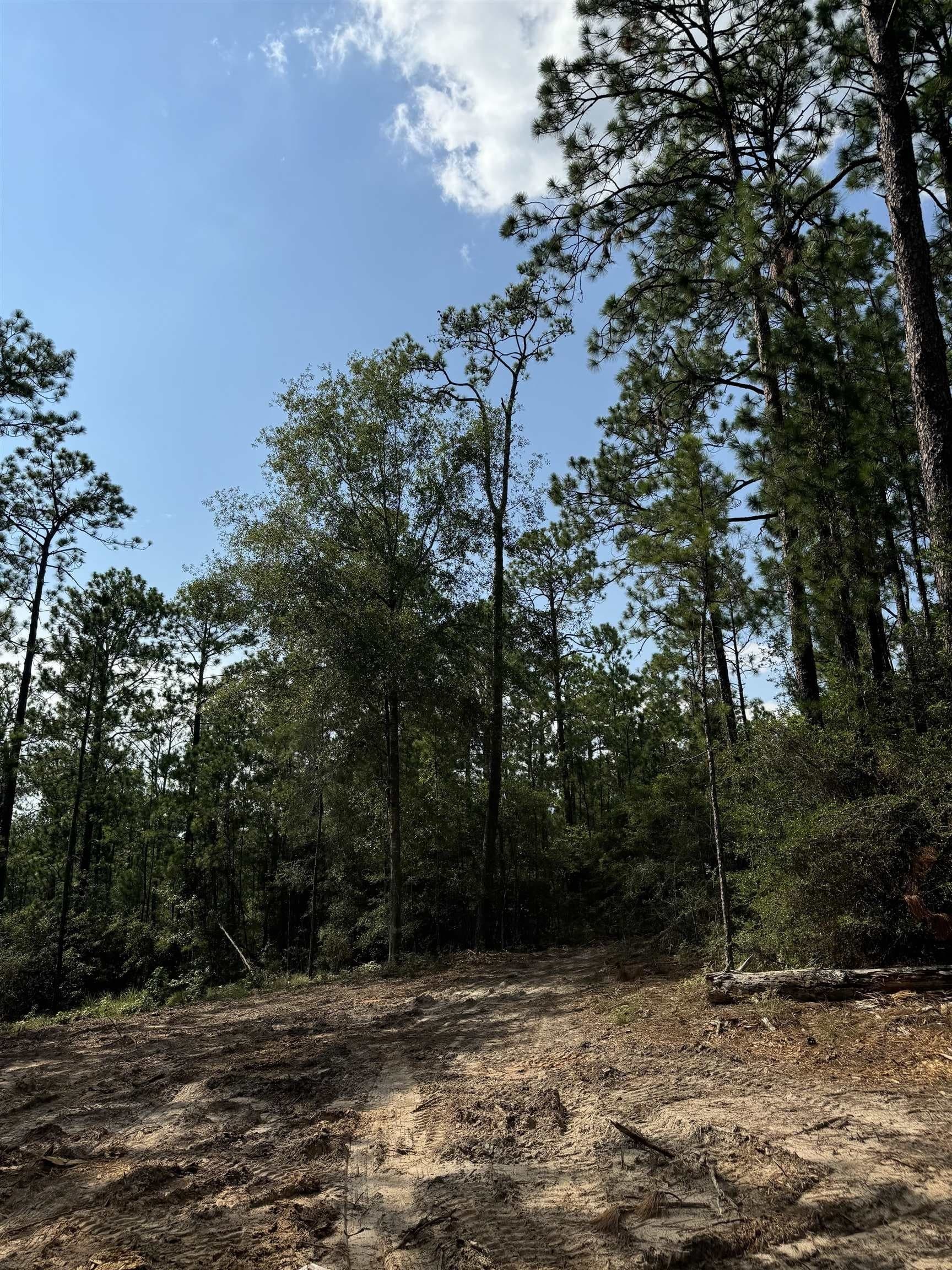 0.2 acres in Texas County - photo 8