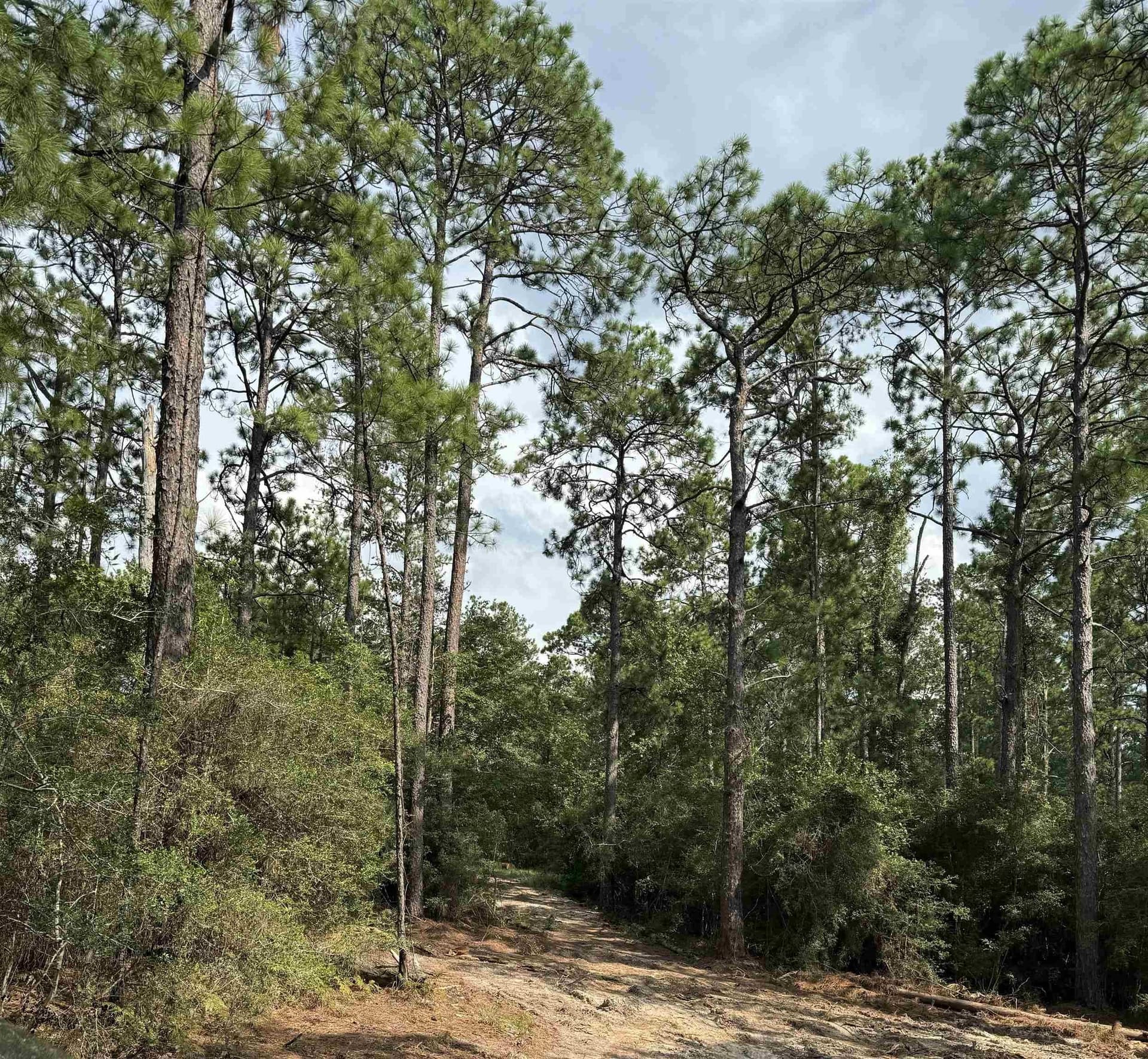 0.2 acres in Texas County - photo 13
