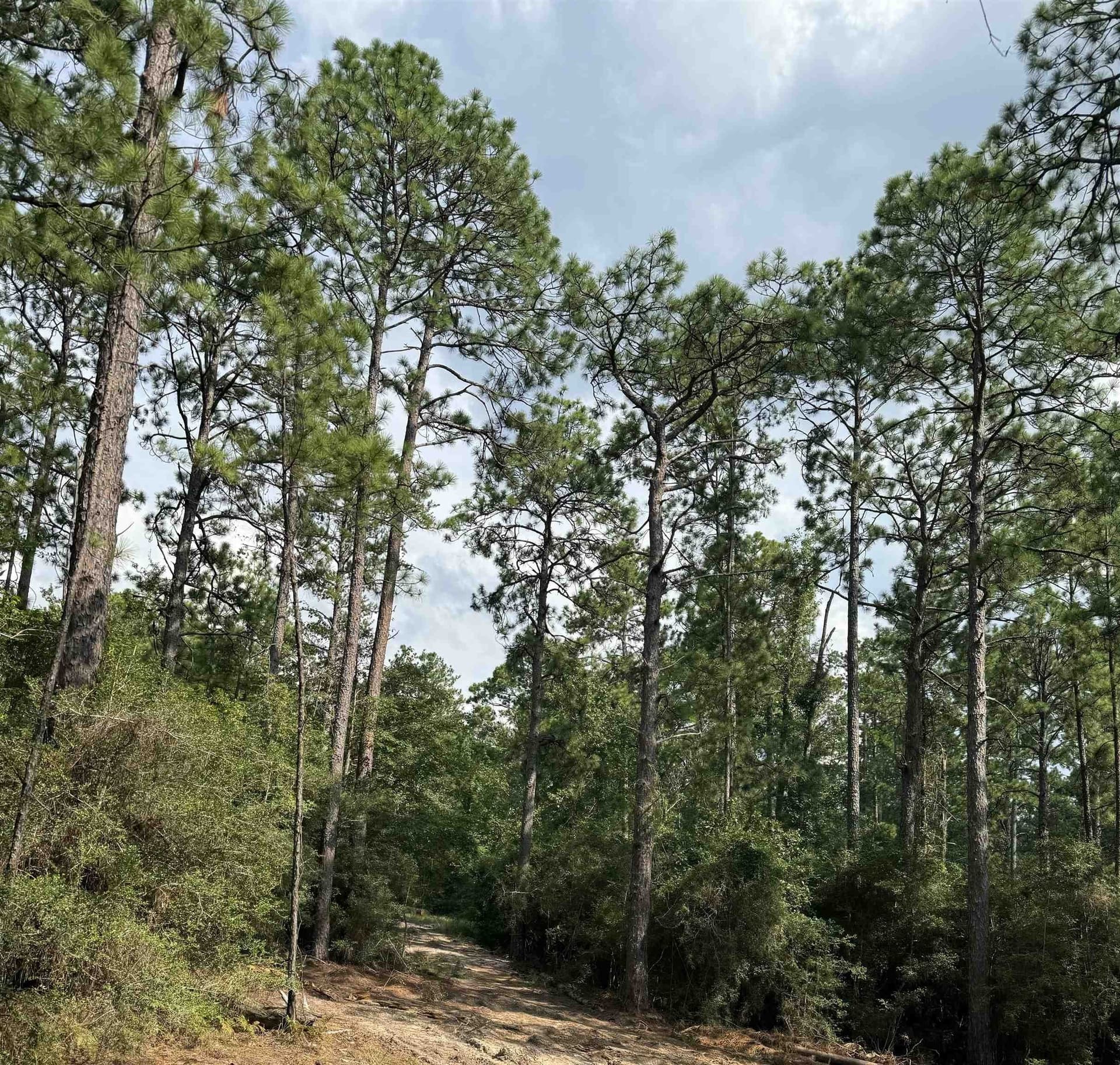 0.2 acres in Texas County - photo 12