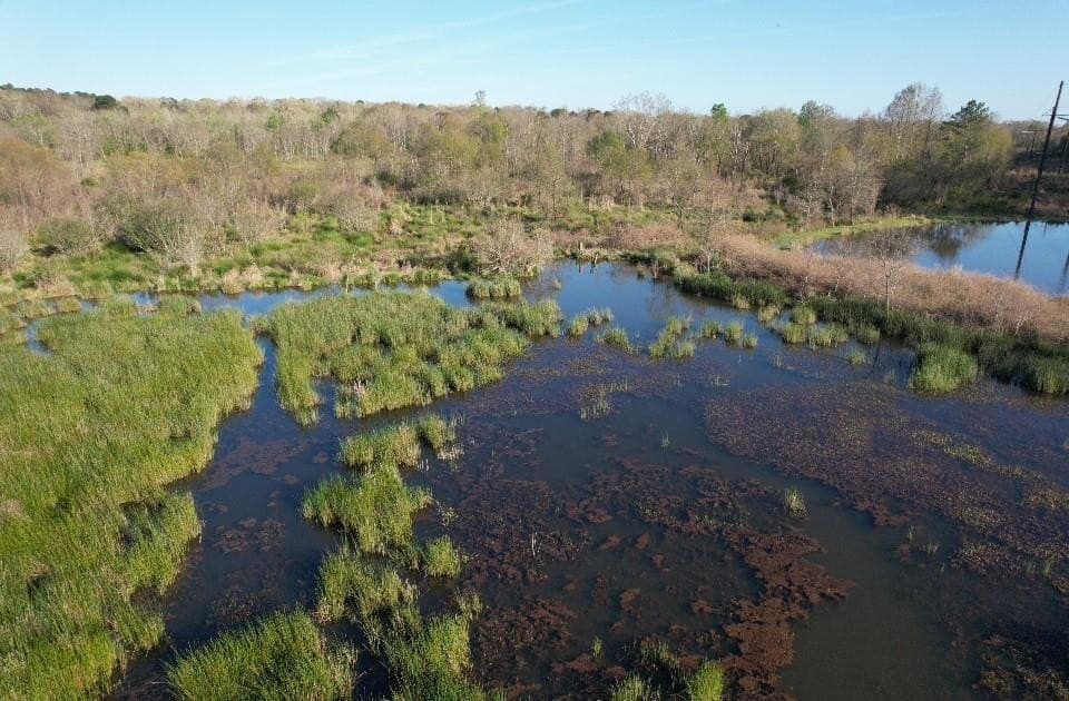 89 acres in San Augustine County gallery image 3
