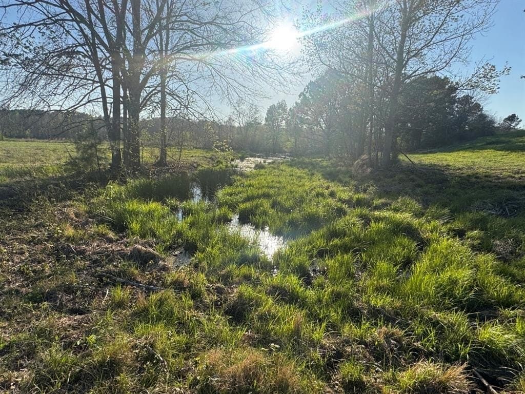 89 acres in San Augustine County gallery image 2