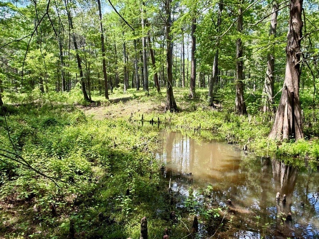 1.3 acres in Texas County gallery image 4