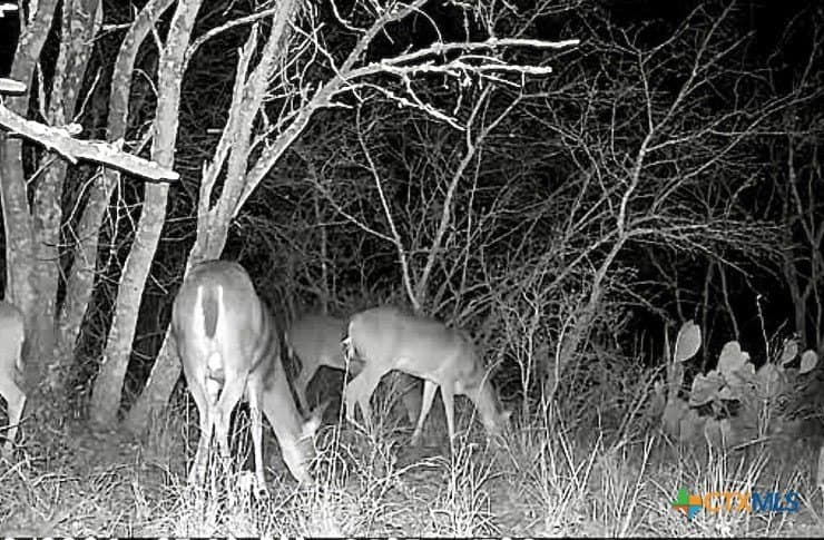 17.04 acres in Gonzales County - photo 9