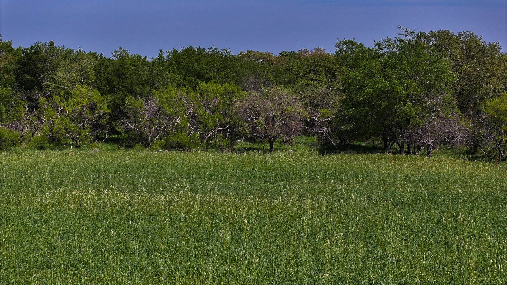 22 acres in Montague County - photo 10
