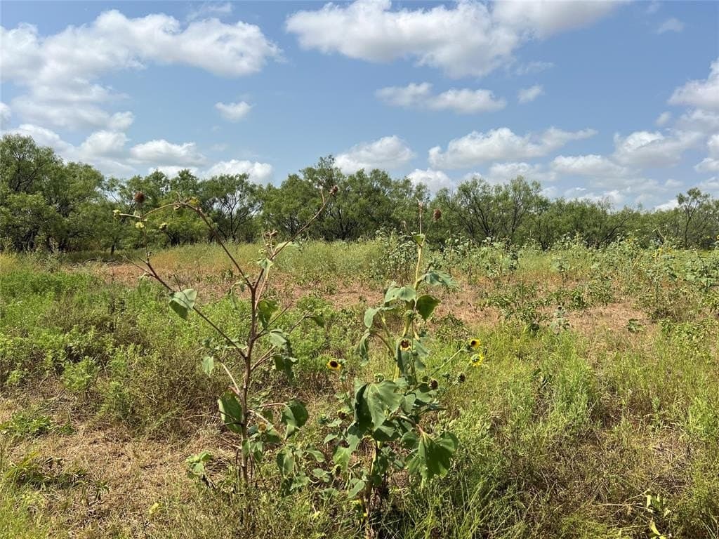 17.5 acres in Taylor County gallery image 4