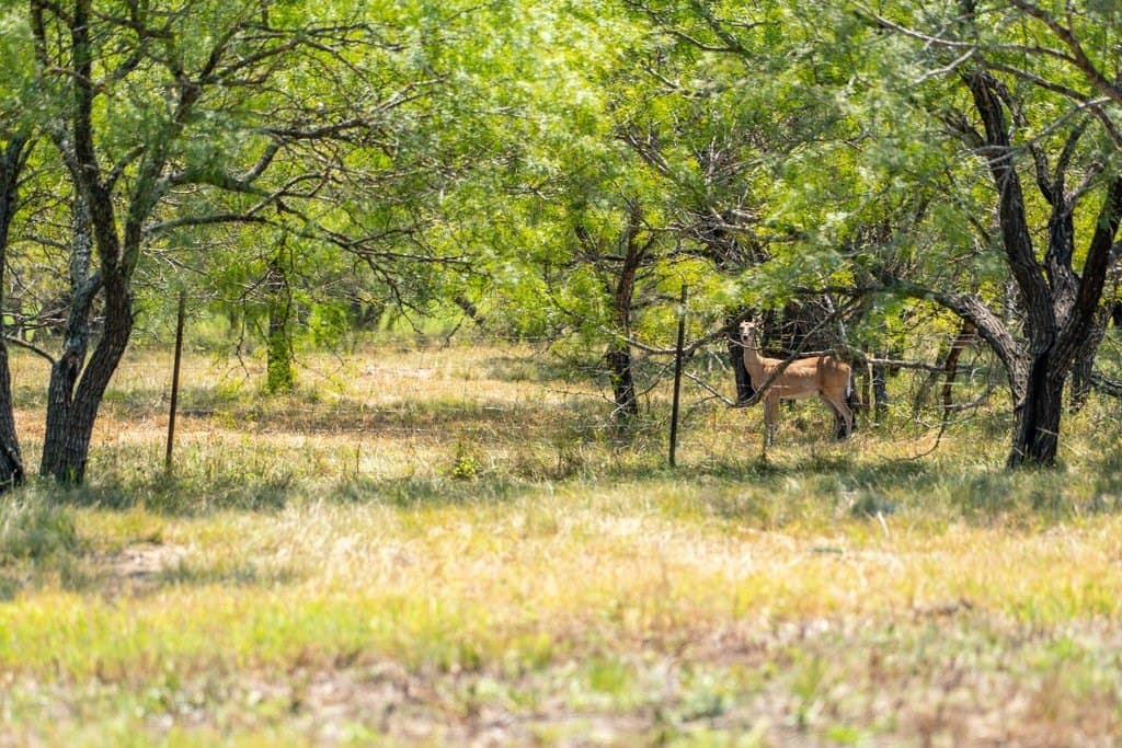 9.37 acres in Gillespie County - photo 12