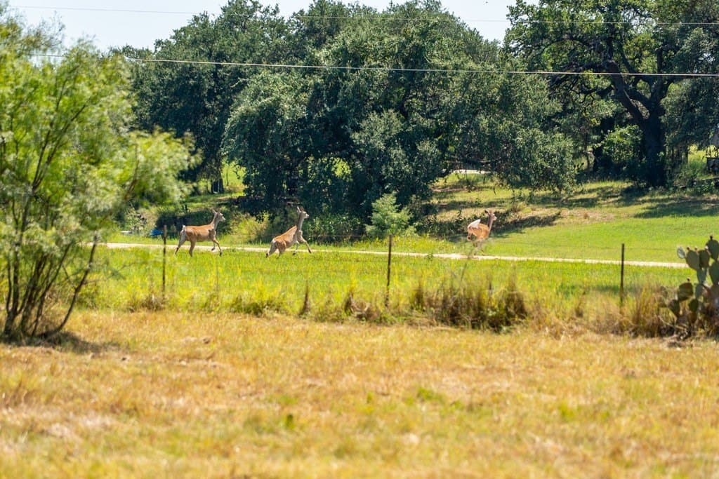 9.37 acres in Gillespie County - photo 16