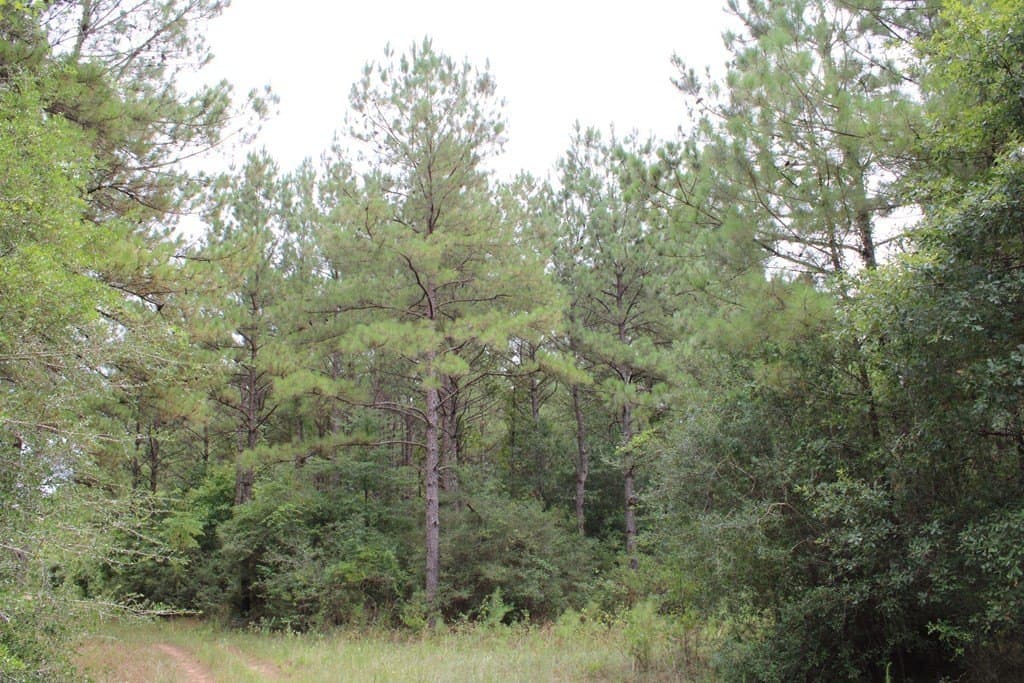 429.13 acres in Texas County - photo 9