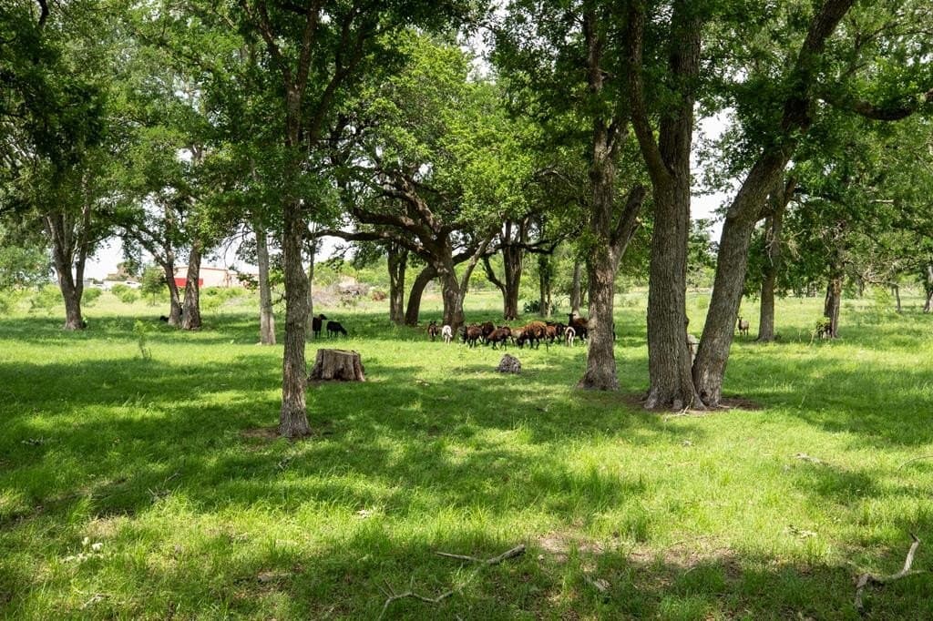 27.1 acres in Gillespie County - photo 24
