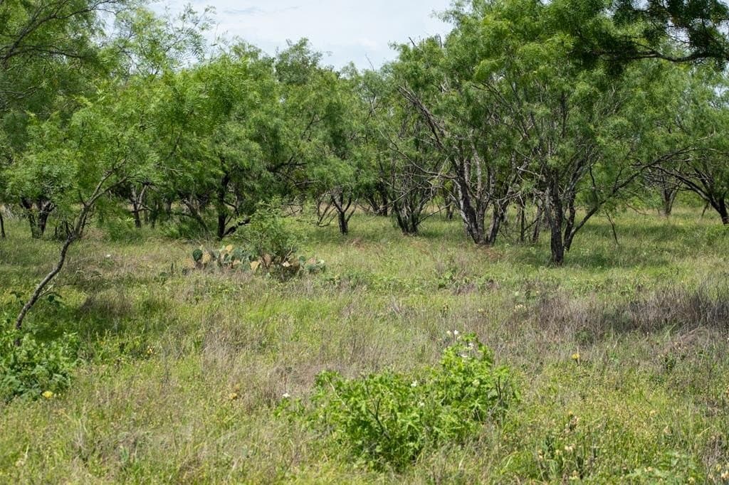 27.1 acres in Gillespie County - photo 29