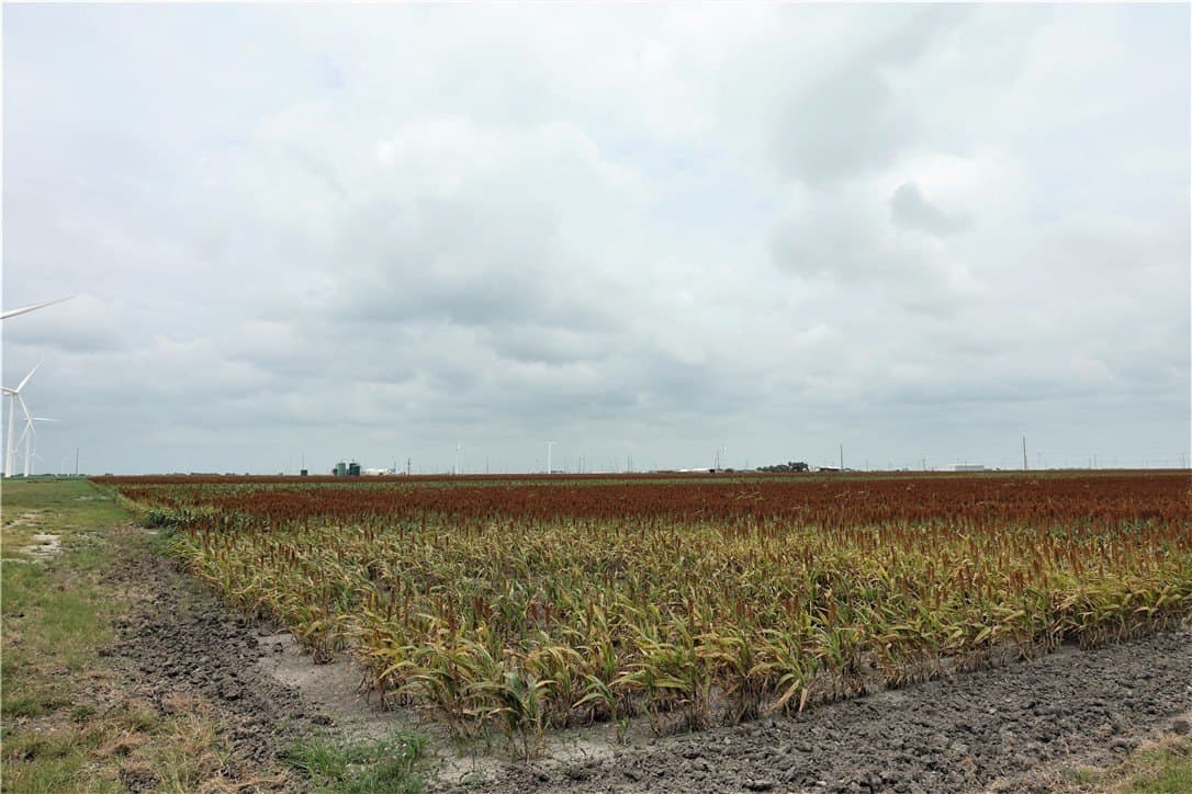 179.98 acres in San Patricio County - photo 7