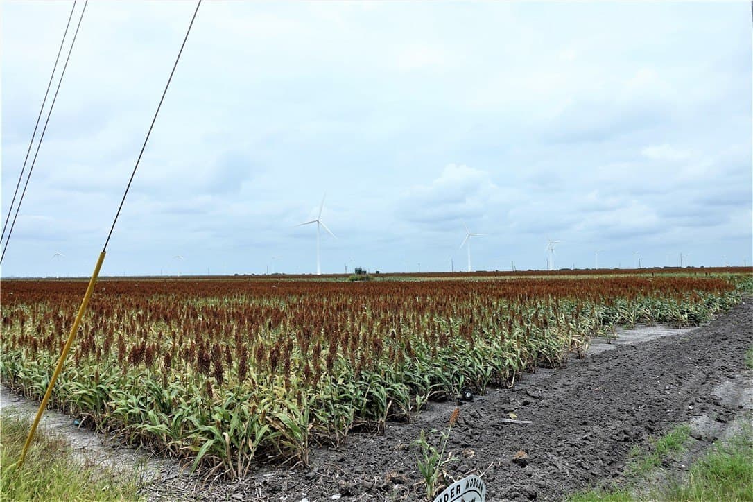 179.98 acres in San Patricio County gallery image 3
