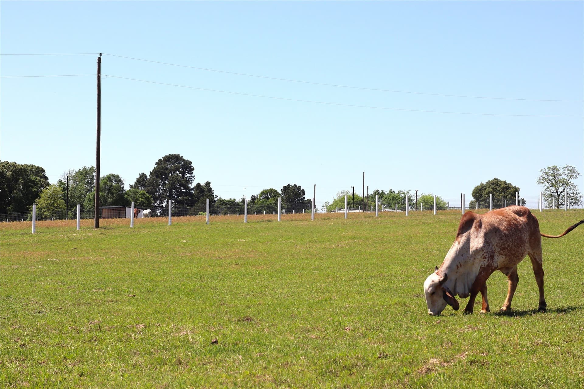 20 acres in Henderson County featured view