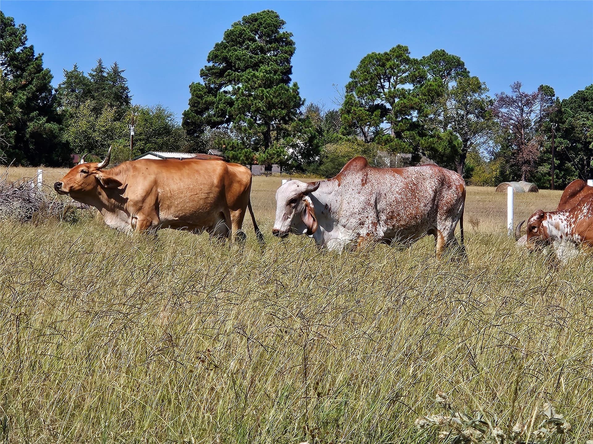 20 acres in Henderson County - photo 6