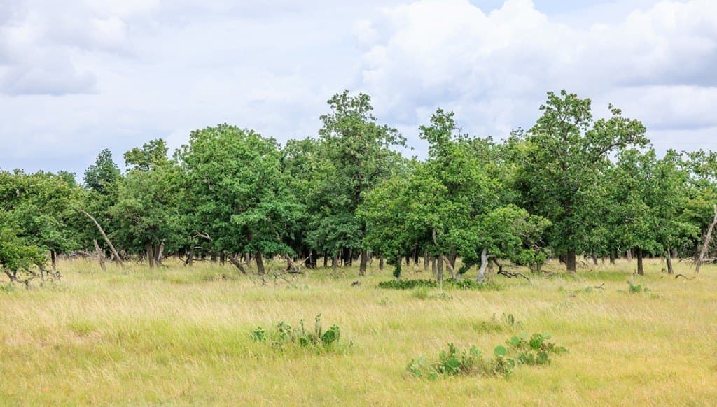 30 acres in Gillespie County - photo 42