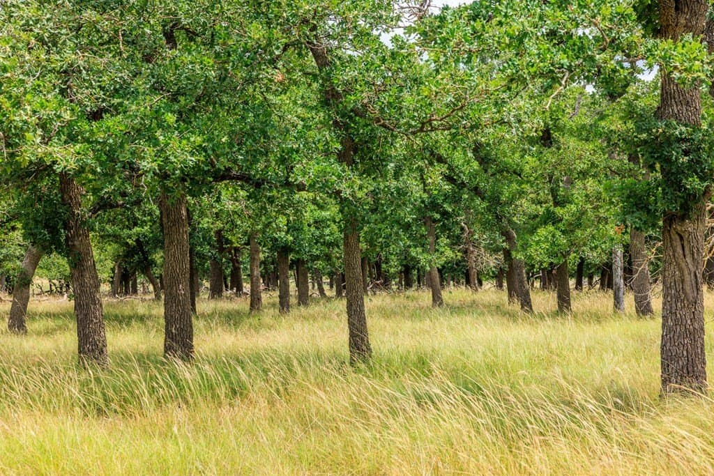 30 acres in Gillespie County - photo 44