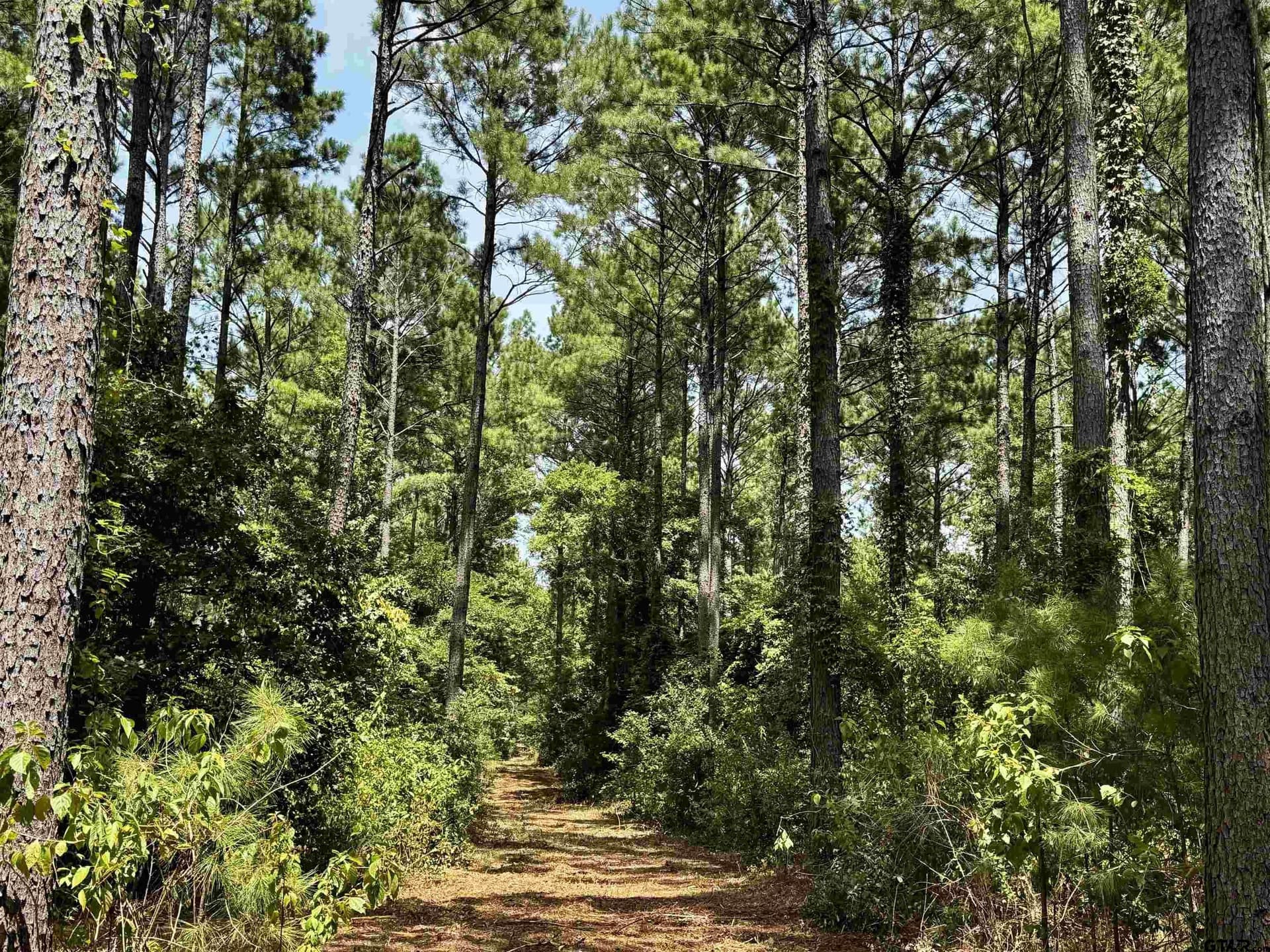 10.7 acres in Camp County - photo 17