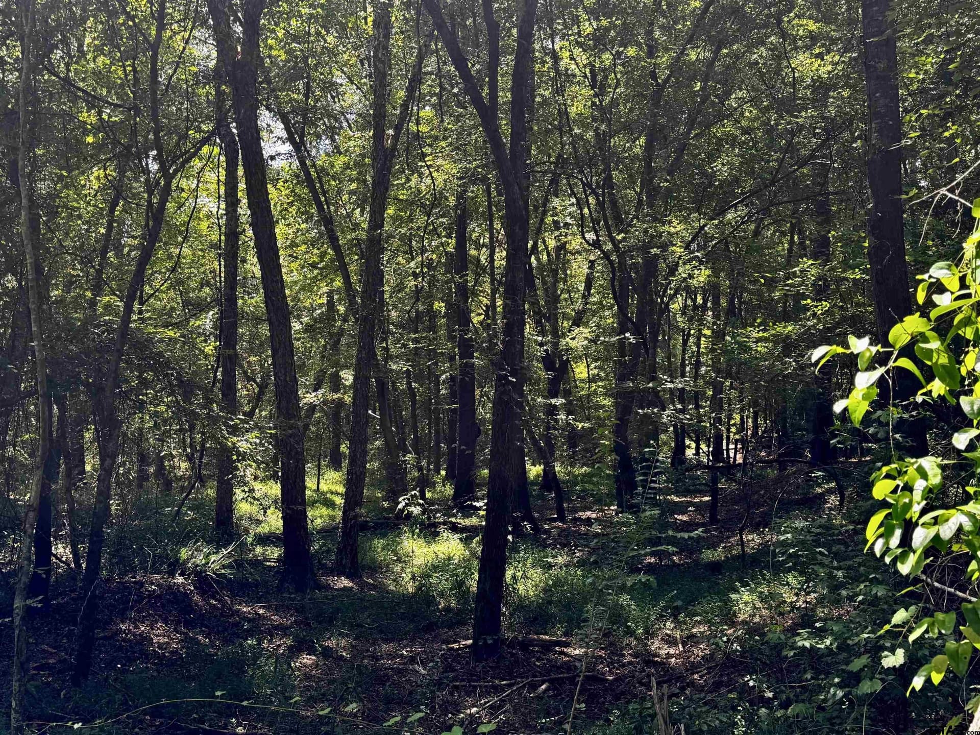 10.7 acres in Camp County - photo 13