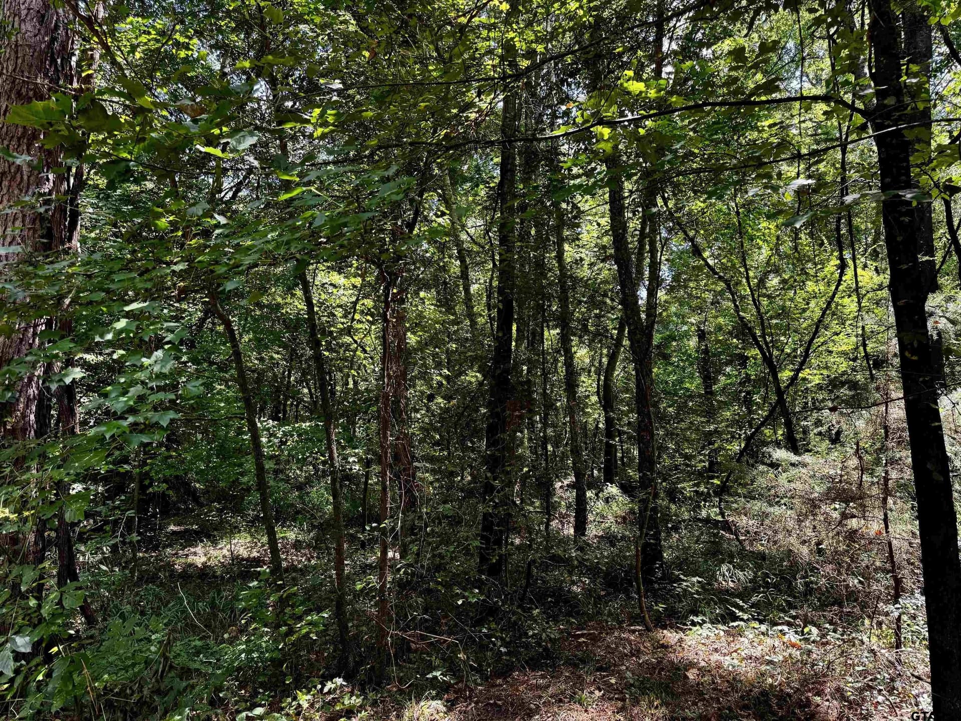 10.7 acres in Camp County - photo 14