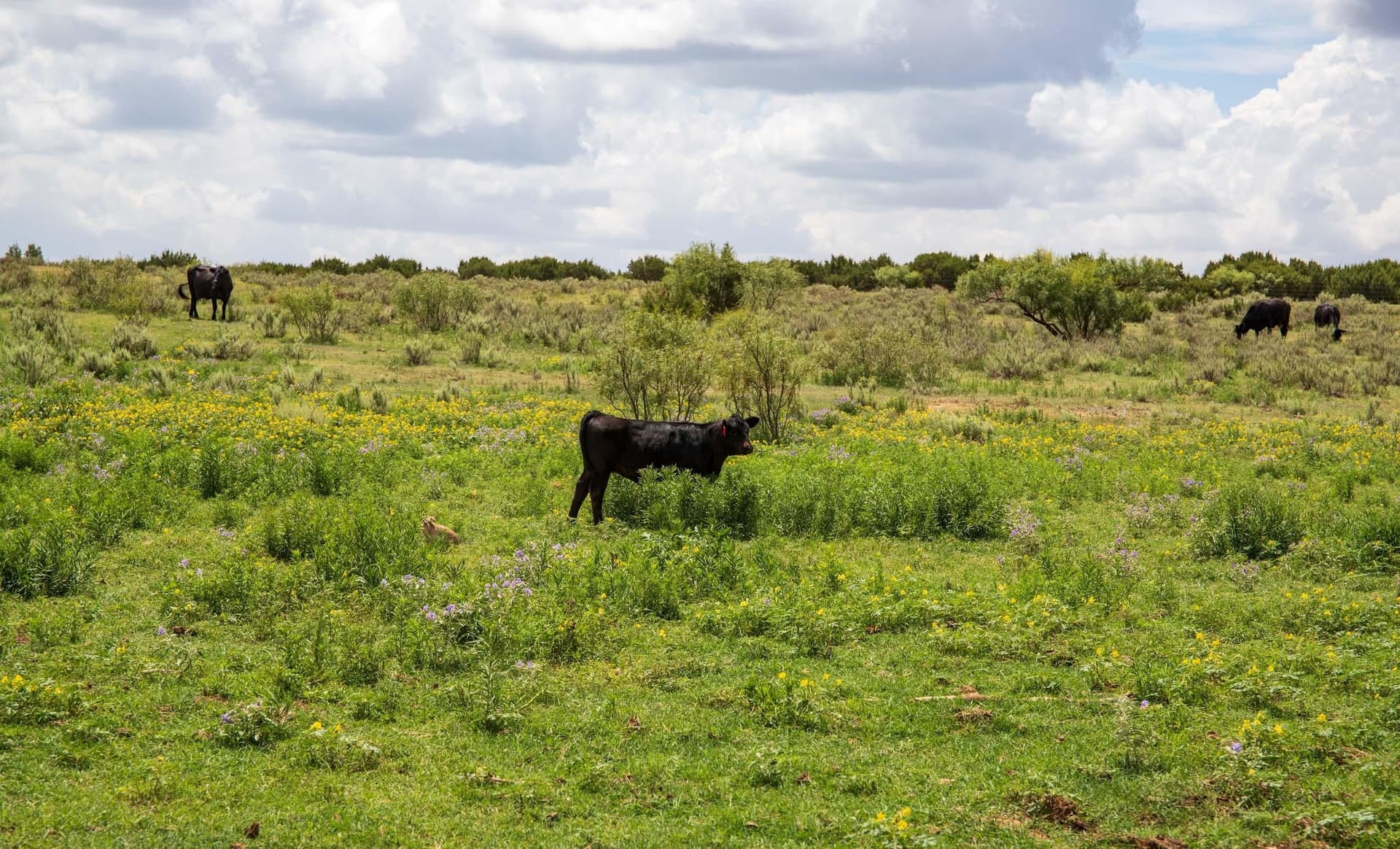 159.92 acres in Donley County - photo 6