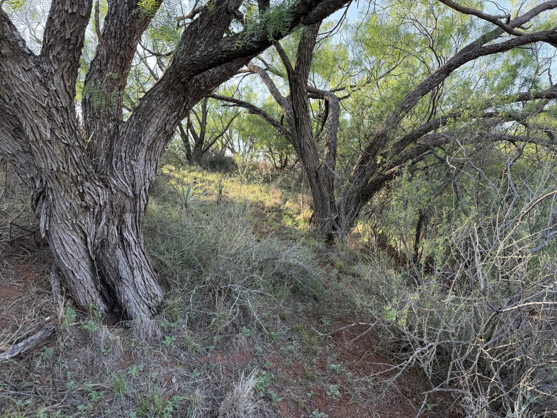 398.83 acres in Fisher County - photo 30