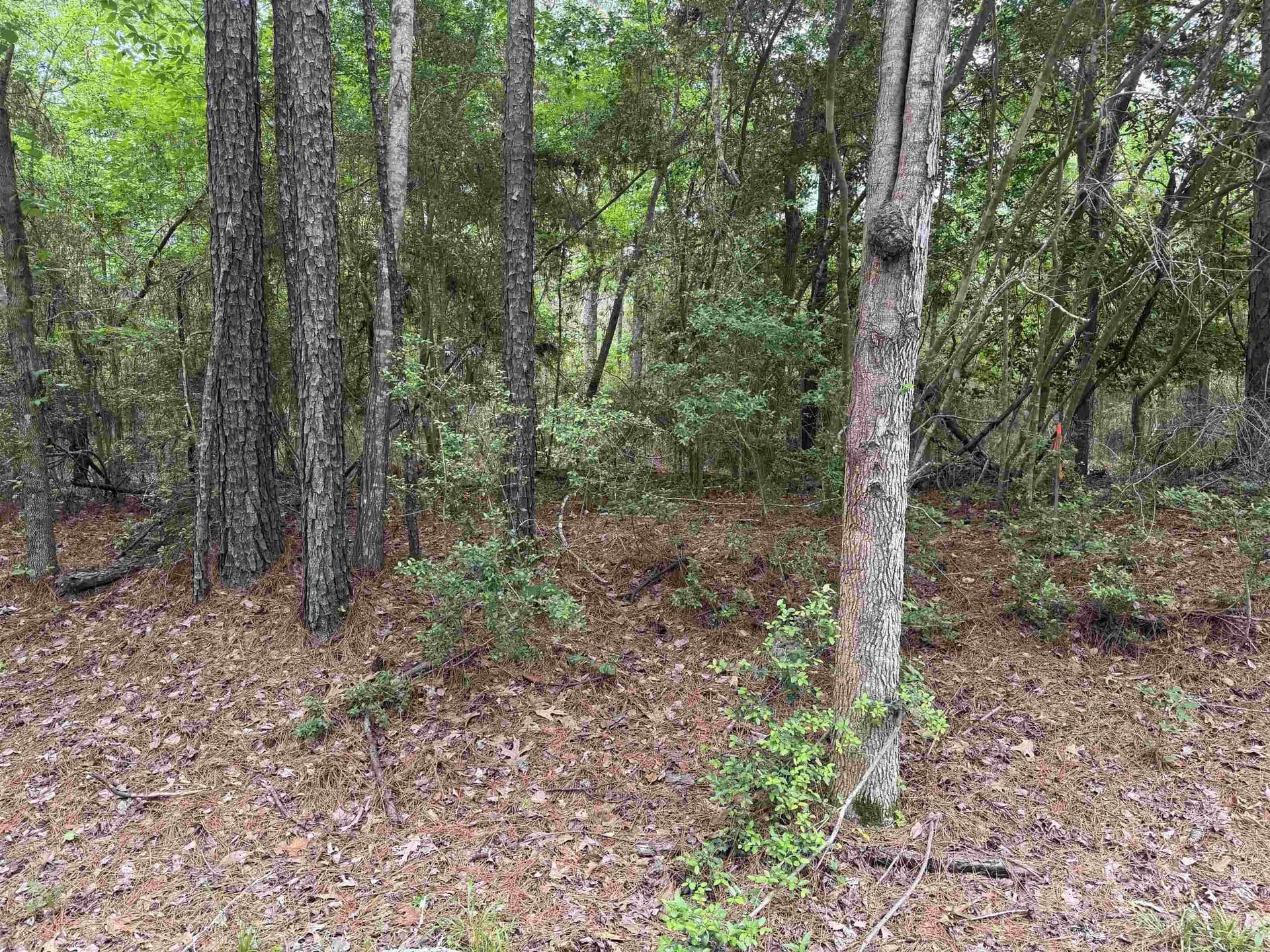 0.48 acres in Texas County gallery image 2
