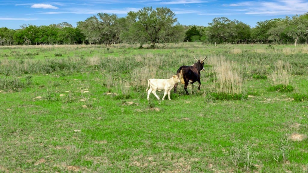 158.75 acres in Texas County - photo 15