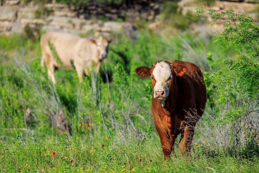 335.11 acres in Gillespie County - photo 59