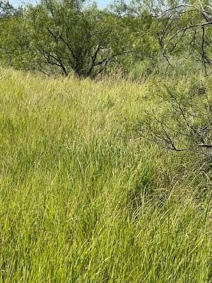 9.66 acres in Coleman County - photo 6