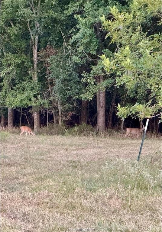 80 acres in Limestone County - photo 7