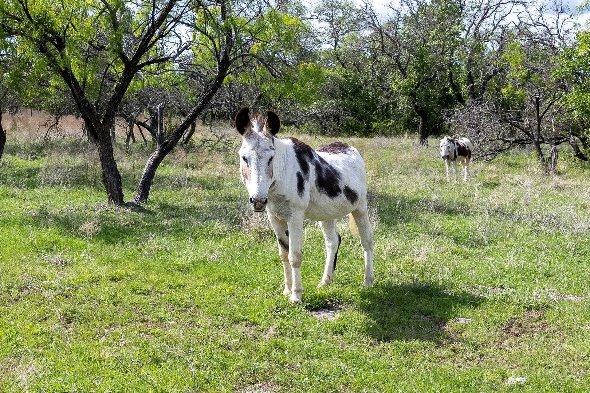54.9 acres in Hamilton County - photo 34