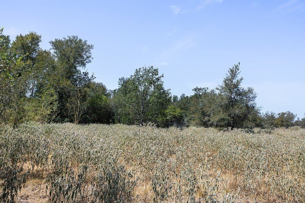 50 acres in Fayette County - photo 17