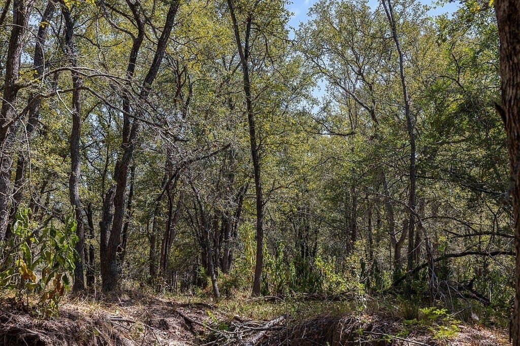 50 acres in Fayette County - photo 21