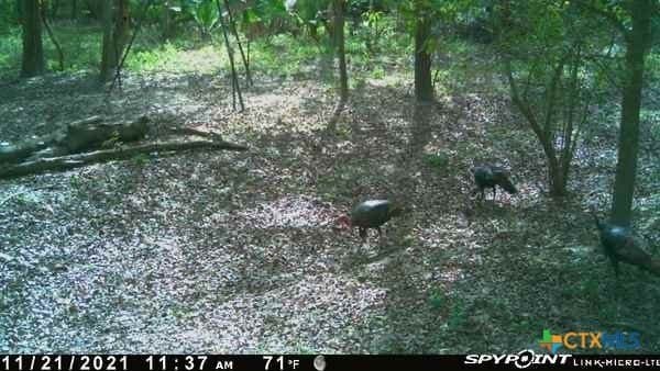 343.24 acres in Victoria County - photo 38