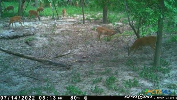 343.24 acres in Victoria County - photo 41