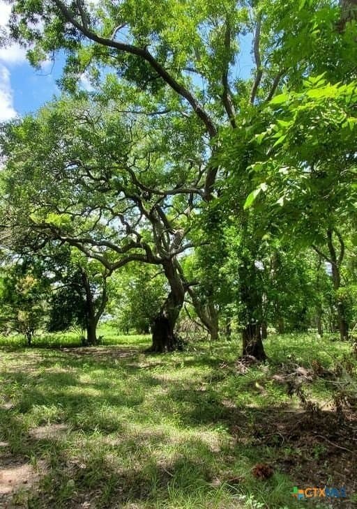 343.24 acres in Victoria County - photo 17
