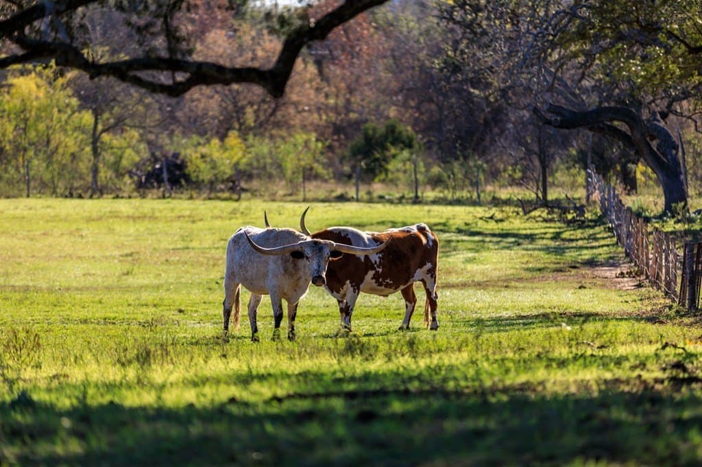 15.76 acres in Gillespie County - photo 40
