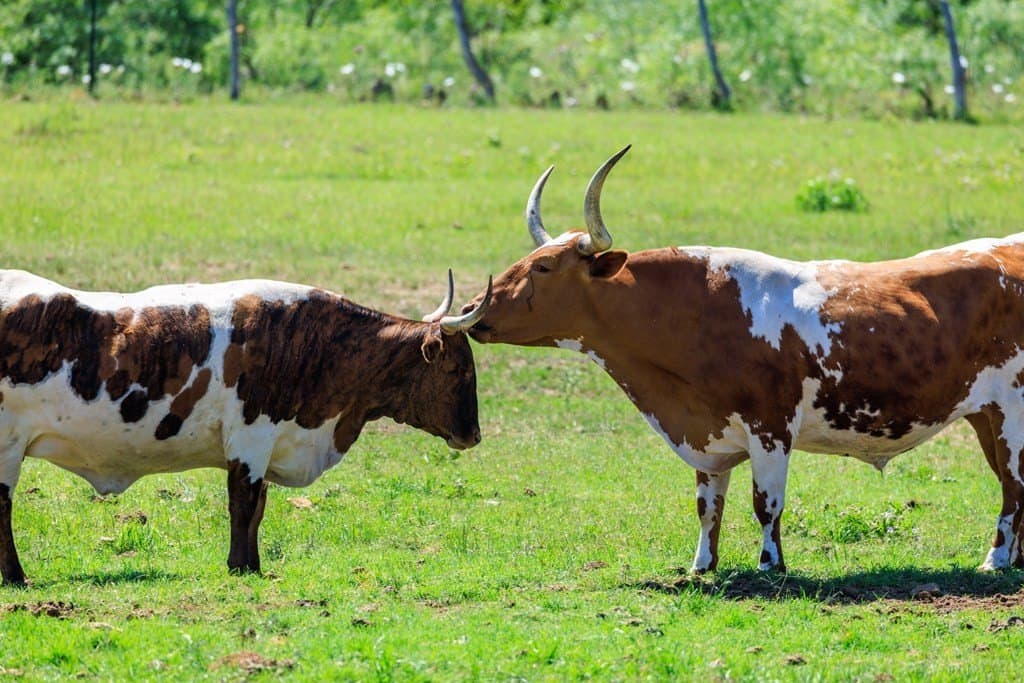 15.76 acres in Gillespie County - photo 46