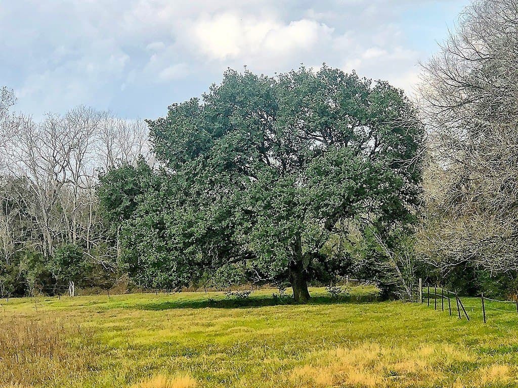 38 acres in Lavaca County gallery image 3