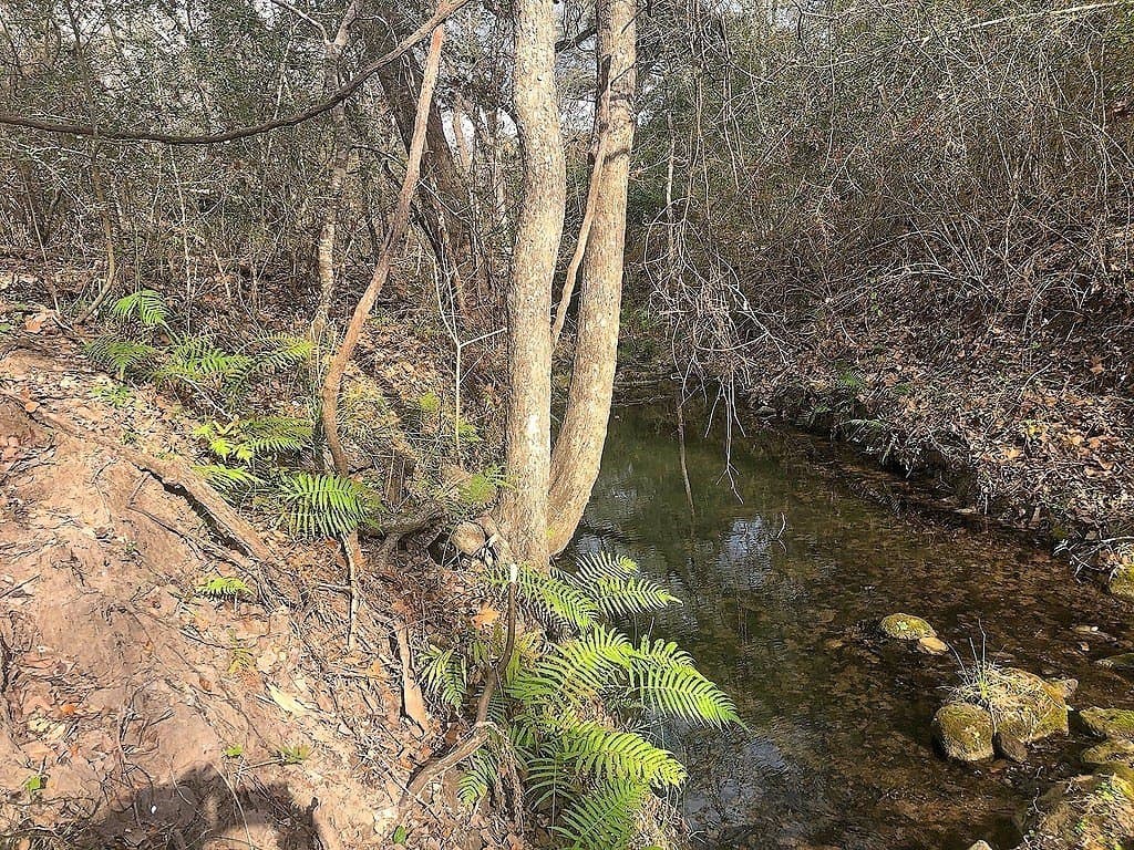38 acres in Lavaca County gallery image 2