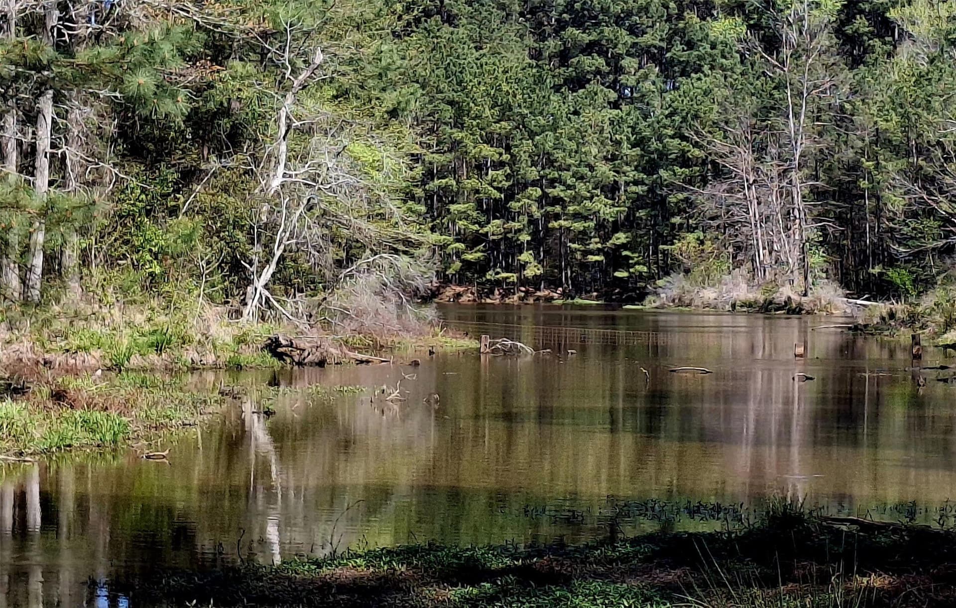 68.82 acres in Cherokee County - photo 6