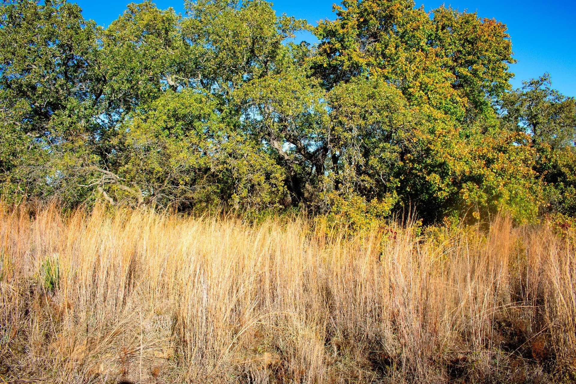 38.83 acres in San Saba County - photo 3
