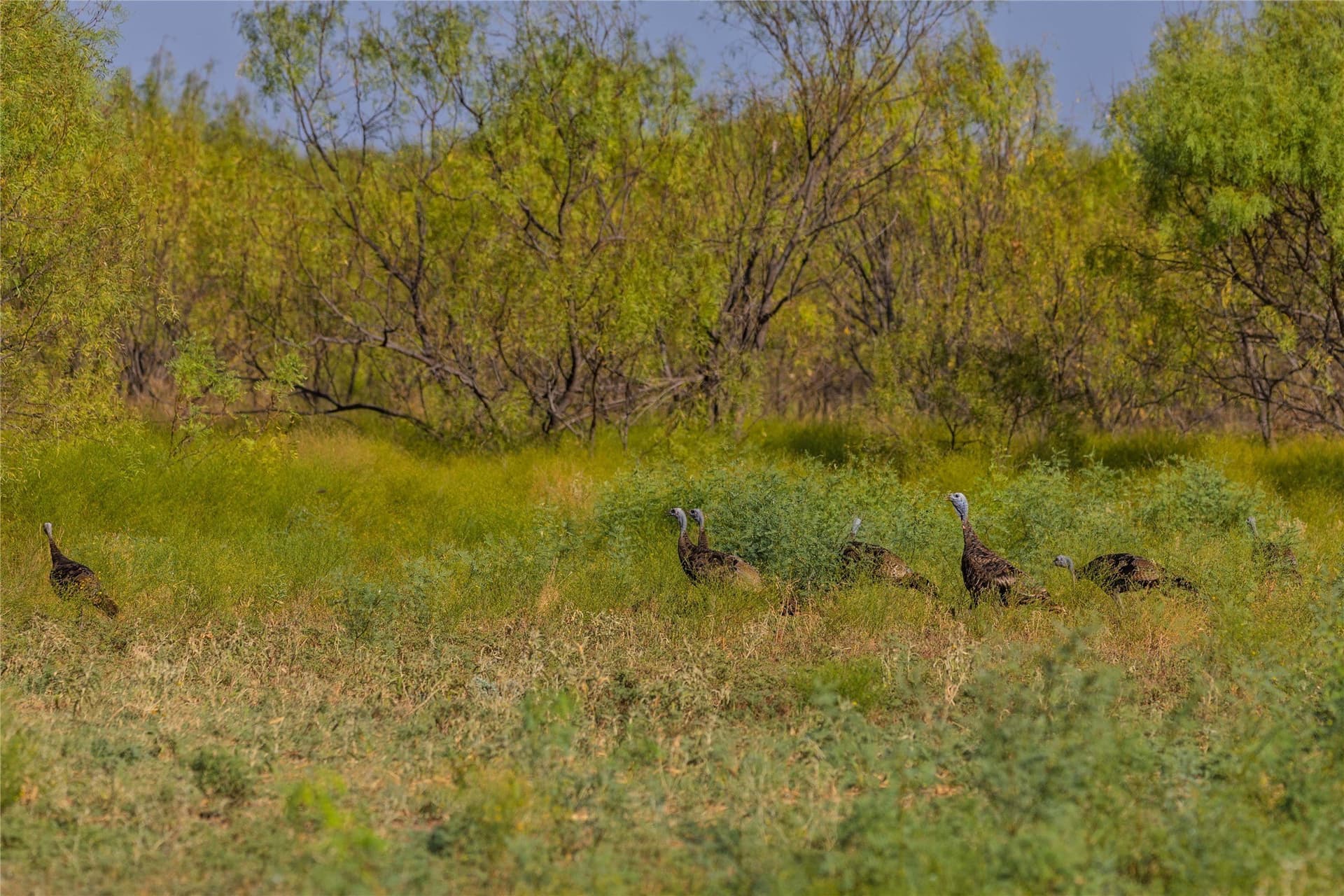 195.5 acres in Coleman County - photo 26
