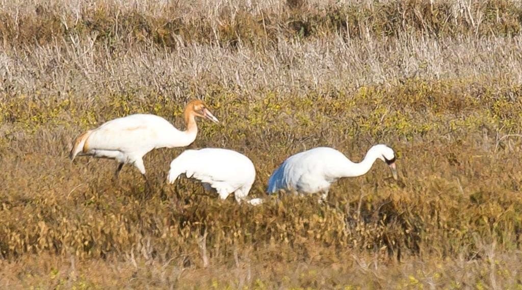0 acres in Texas County gallery image 3