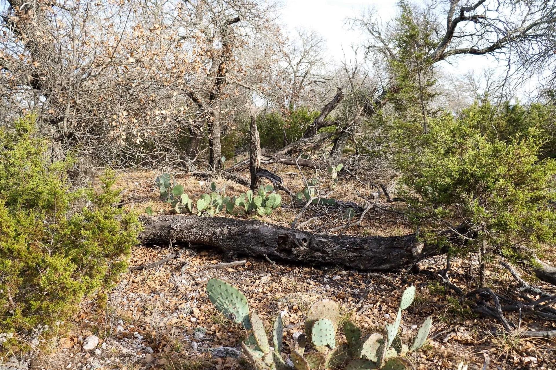 10.01 acres in San Saba County - photo 7