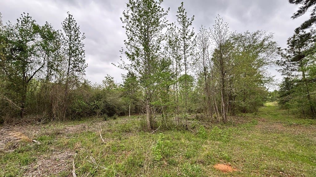 10.23 acres in Texas County gallery image 4