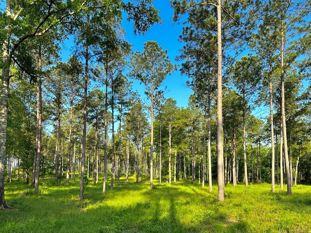 38 acres in Texas County - photo 5
