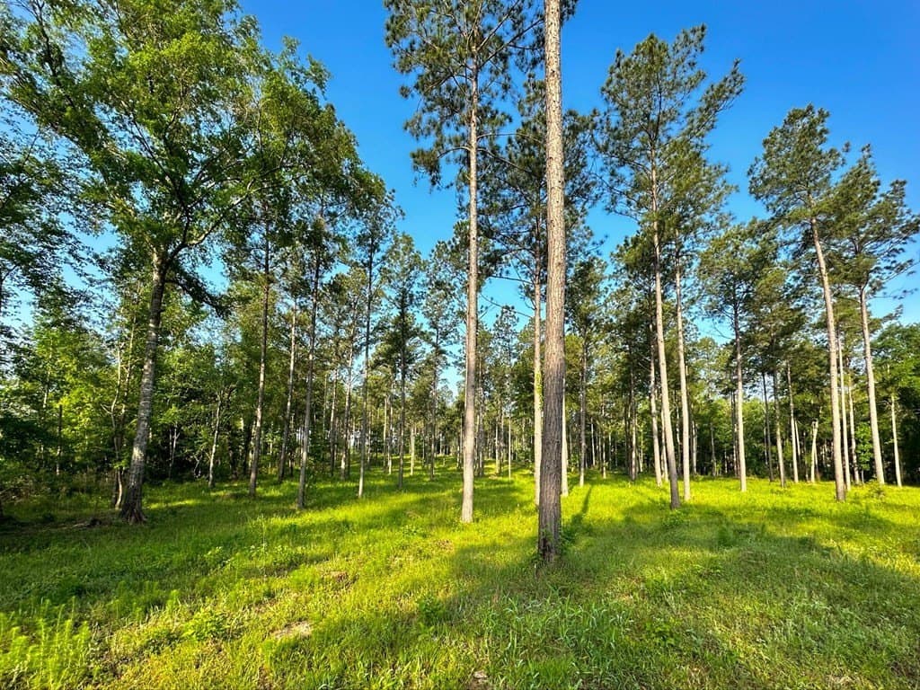 38 acres in Texas County - photo 3