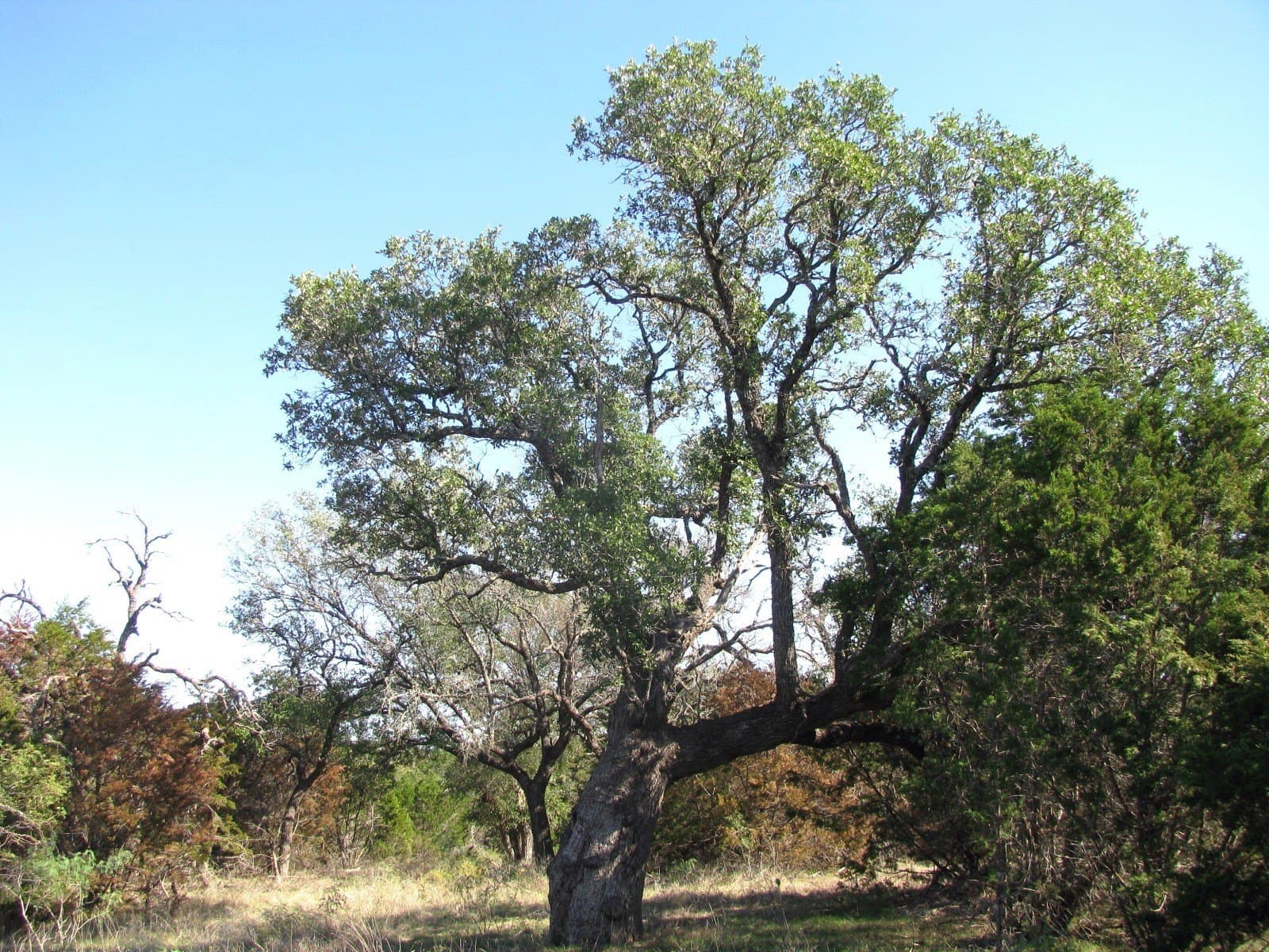 10.18 acres in Coryell County gallery image 4