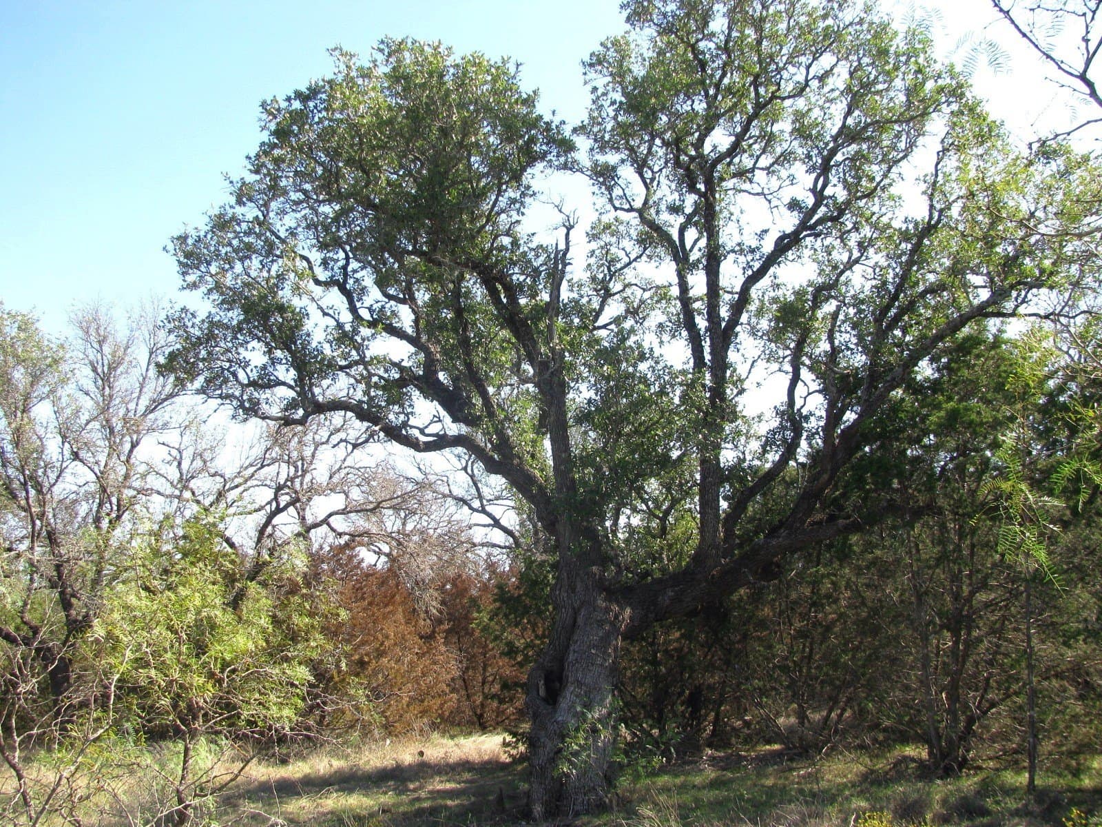 10.18 acres in Coryell County - photo 35